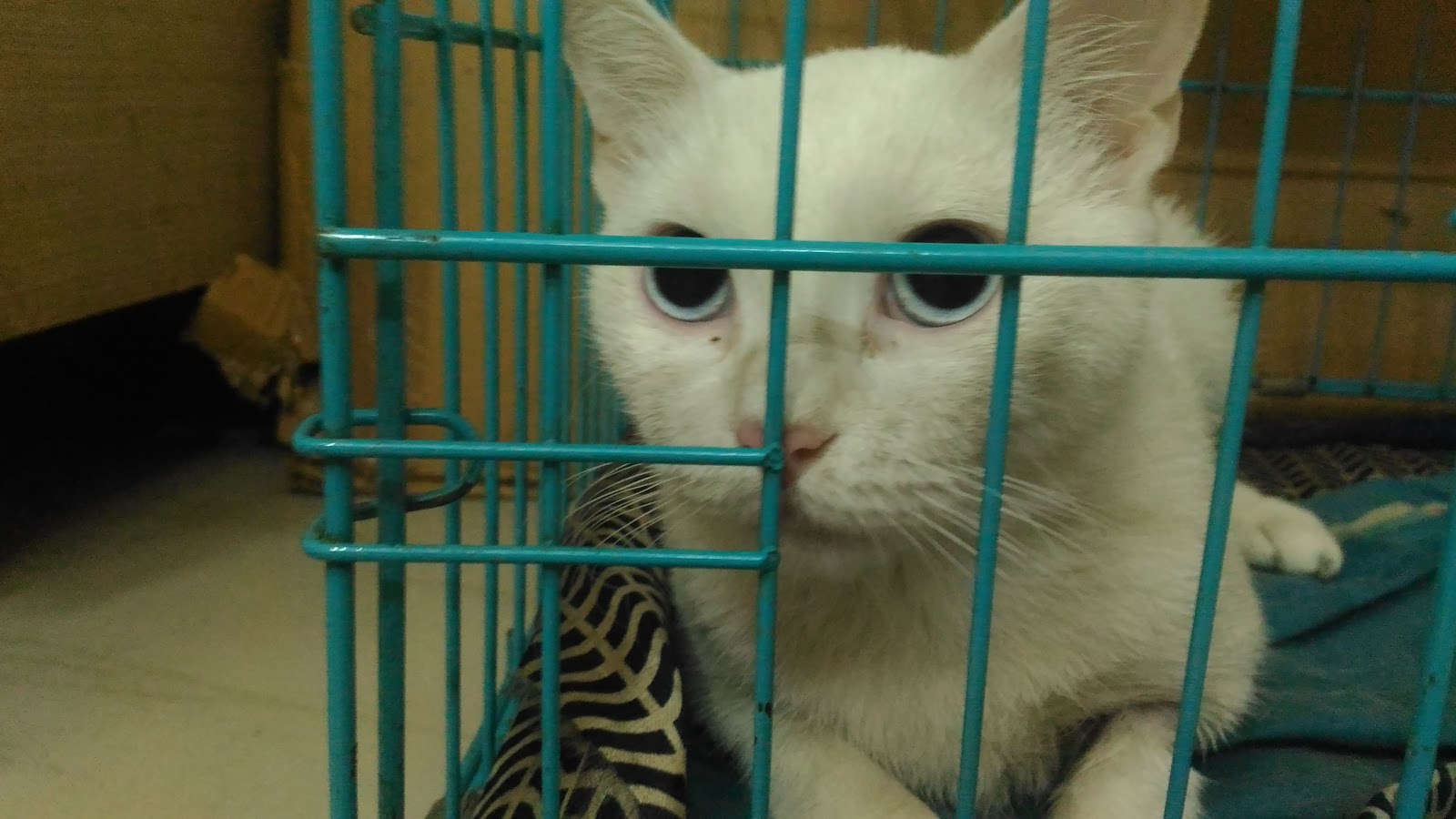 A patient in the recovery area at HRK Veterinary Clinic